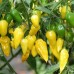 209494-peper-yellow-pointy