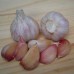 306300-spiraalknoflook-purple-haze-polish-strain