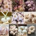 306349-collectie-knoflook-ail-france