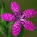 517045-dianthus-armeria