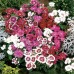 517050-dianthus-barbatus-wee-willie