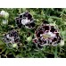 517350-dianthus-chinensis-heddewigii-black-white