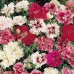 517400-dianthus-chinensis-indian-pinks-mixed