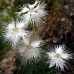 517550-dianthus-superbus-albus