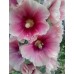 572450-alcea-rosea-more-in-love
