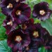 572460-alcea-rosea-nigra