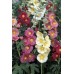 572500-alcea-rosea-giant-single-mixed