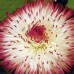 576580-bellis-perennis-habanera