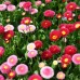 576750-bellis-perennis-pomponette-mix