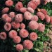 576840-bellis-perennis-pomponette-rosa