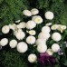 576845-bellis-perennis-pomponette-white
