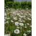 576900-bellis-perennis-gewone-weidemadelief