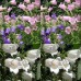 578300-campanula-medium-enkelbloemig-gemengd
