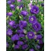 578320-campanula-medium-enkelbloemig-dark-blue