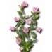 578340-campanula-medium-enkelbloemig-rosa