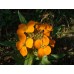 581000-cheiranthus-allionii-siberian-orange