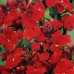581400-cheiranthus-cheiri-scarlet-emperor