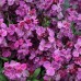 581430-cheiranthus-cheiri-sugar-rush-serie-purple-bicolour-f1