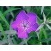 583960-dianthus-amurensis-siberian-glory