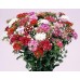 584100-dianthus-barbatus-floriade-mix-herald-spring