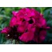 584220-dianthus-barbatus-oeschberg