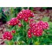 584250-dianthus-barbatus-scarlet-beauty