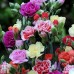 584600-dianthus-caryophyllus-grenadin-mixed