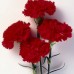 584700-dianthus-caryophyllus-nero