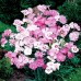 584900-dianthus-plumarius-sweetness
