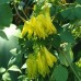 585050-dicentra-scandens-golden-tears