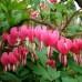 585070-dicentra-spectabilis-herzilein