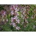 585090-dictamnus-albus-var-purpureus