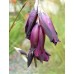 585100-dierama-hybrida-blackbird