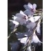 585105-dierama-hybrida-snowbells