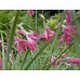 585115-dierama-igneum