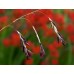 585120-dierama-reynoldsii