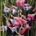 585125-dierama-species-mixed