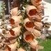 585130-digitalis-ferruginea-gigantea