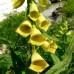 585150-digitalis-grandiflora