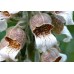 585200-digitalis-lanata-cafe-creme