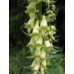 585240-digitalis-lutea