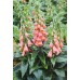 585260-digitalis-mertonensis