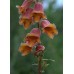 585270-digitalis-obscura-sunset