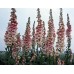 585350-digitalis-purpurea-apricot-beauty