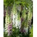 585365-digitalis-purpurea-candy-mountain-mixed