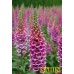 585370-digitalis-purpurea-candy-mountain-rose