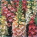 585400-digitalis-purpurea-excelsior-mixed