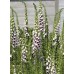 585590-digitalis-purpurea-pam-choice