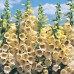 585600-digitalis-purpurea-primrose-carousel