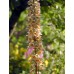 585740-digitalis-stewartii